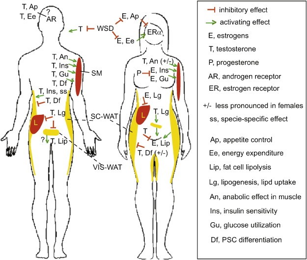 Testosterone organs