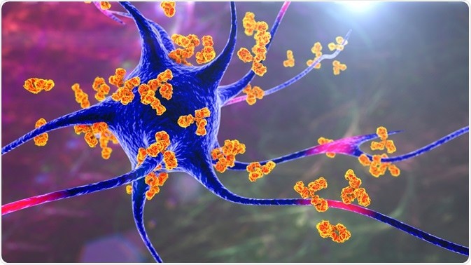 testosterone and the immune system