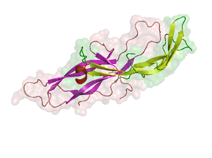 HCG Research for TRT