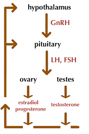 hcg for TRT